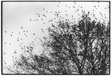 351271 Afbeelding van een zwerm spreeuwen in een boom in het Majellapark te Utrecht.